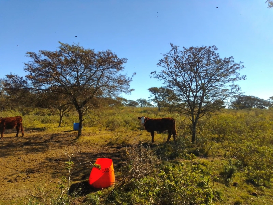 0 Bedroom Property for Sale in Stutterheim Rural Eastern Cape